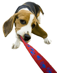 Pet Sitters for Dogs